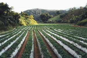 fazenda de morango ao ar livre em uma vila rural foto