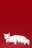 jovem gato branco foto