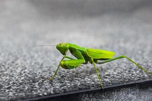 louva-a-deus verde no piso de mármore cinza na espanha. foto