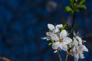 flores de ameixa em um galho em um jardim à noite em um fundo bonito e embaçado escuro com um lugar para anotações. foto