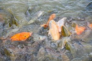 fazenda de peixes de água doce - carpa dourada peixe tilápia ou carpa laranja e bagre comendo alimentos em lagoas superficiais de água foto