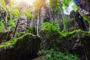 bela floresta de videiras - placa verde crescendo na rocha com árvores, natureza de pedra antiga na floresta tropical asiática e videiras cavernas foto