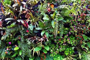 planta parede com cores verdes exuberantes, variedade planta floresta jardim nas paredes orquídeas várias folhas de samambaia floresta palmeira e flores decoram no jardim floresta tropical fundo foto