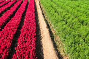 paisagem do jardim de flores campo de flores com fazenda de plantas vermelhas e verdes, lindo cenário de flores de celosia plumosa verão foto