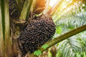 plantação de palma, óleo de palma nas plantações em verde, planta de árvore tropical palma fruta campos natureza fazenda agrícola foto