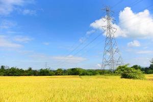 posto de alta tensão, fundo de céu azul de torre de alta tensão, postes de eletricidade e linhas de transmissão de energia elétrica contra o campo com campo de arroz amarelo foto