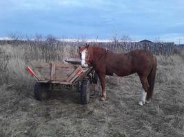 há um cavalo perto de uma carroça na aldeia, e tudo está na neblina ao redor foto