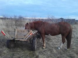 há um cavalo perto de uma carroça na aldeia, e tudo está na neblina ao redor foto