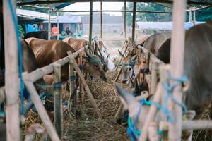 saudável touros em uma fazenda, aguardando venda para eid al-adha 2024 celebrações foto