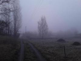 nevoeiro matinal no campo foto