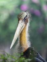 retrato de cegonha-marabu foto