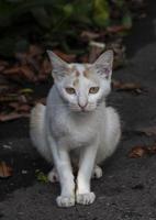 gato doméstico fofo foto