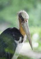 retrato de cegonha-marabu foto