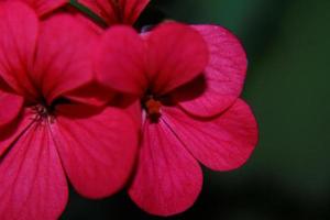 flores de gerânio de jardim foto