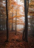 outono na floresta foto