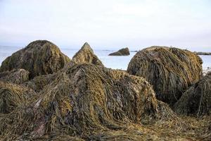 algas cobrindo rochas em frente ao oceano foto