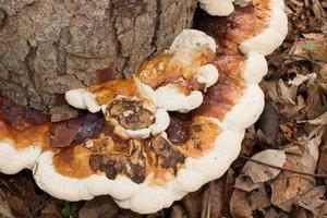 cogumelos e fungos crescendo ao lado de uma árvore na floresta foto