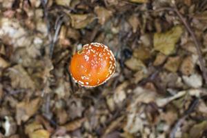 espécime de agárico-mosca em uma floresta de montanha no outono foto