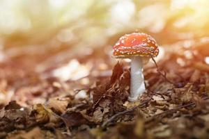 espécime de agárico-mosca em uma floresta de montanha no outono foto