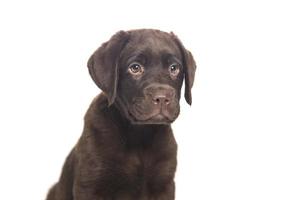 cachorro de labrador chocolate sentado com olhar atento foto