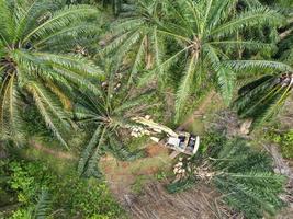 escavadeira é usada para cortar a terra da palmeira de óleo foto