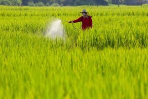 agricultor pulveriza herbicidas ou fertilizantes químicos nos campos de arroz verde foto