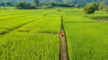 vista aérea do agricultor para pulverizar fertilizantes nos campos de arroz verde foto