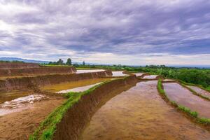 lindo manhã Visão Indonésia, panorama panorama arroz Campos com beleza cor e céu natural luz foto