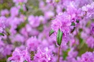 lindo rododendro rosa ou violeta com fundo desfocado foto