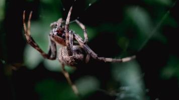 macro shot spider na teia de aranha foto