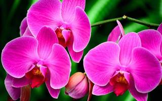 luz roxa linda flor de orquídea e borboletas esvoaçantes ramo desenhado à mão em branco foto