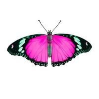 borboleta roxa com asas grandes asa de borboleta de senhora varrendo em branco. foto