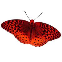 borboleta vermelha com asas grandes asa de borboleta de senhora varrendo em branco. foto