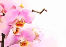 linda flor de orquídea rosa claro e borboletas esvoaçantes ramo desenhado à mão em branco foto