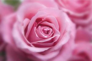beleza roxa quadrada flor rosa natureza com buquê de rosas e folhas verdes