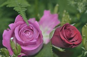 beleza roxa quadrada flor rosa natureza com buquê de rosas e folhas verdes foto