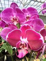 orquídeas roxas penduradas