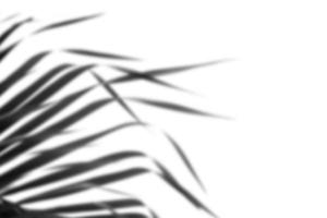 muitos cinza folha sombra sobreposição cinza sombra das folhas natureza abstrata folha de palmeira no branco foto