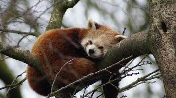 um panda vermelho está dormindo no tronco de uma árvore foto