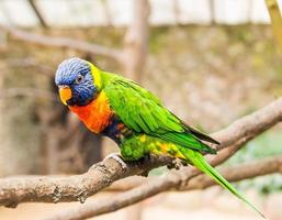 um papagaio colorido empoleirado em uma árvore foto