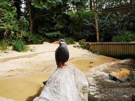 um pequeno pássaro com a cor de penas pretas na beira do rio foto