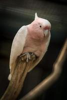 um papagaio branco empoleirado em um tronco de árvore foto