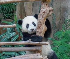 um panda com um rosto fofo e fofo sentado em uma madeira foto