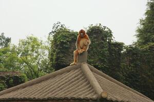 um macaco marrom está sentado no telhado foto