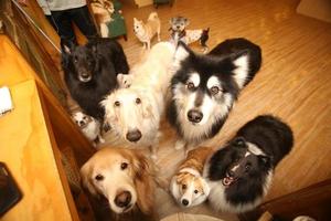muitos cães marrons e brancos estão olhando para seus empregadores foto