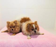 dois cachorros marrons com pelos grossos sentados no sofá foto