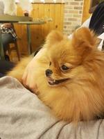 um cachorro laranja está dormindo no colo de seu empregador
