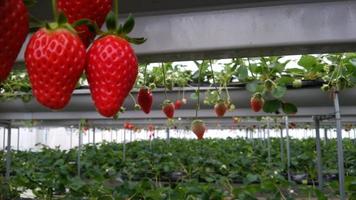 morangos vermelhos brilhantes crescem pendurados em um jardim fechado foto