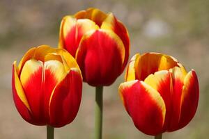 flor tropical de tulipa vermelha lindo buquê com folhas verdes exóticas na natureza terrestre. foto