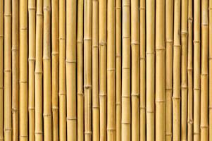 floresta de bambu japonesa amarela e bambu natural de papel de parede oriental crescente. foto